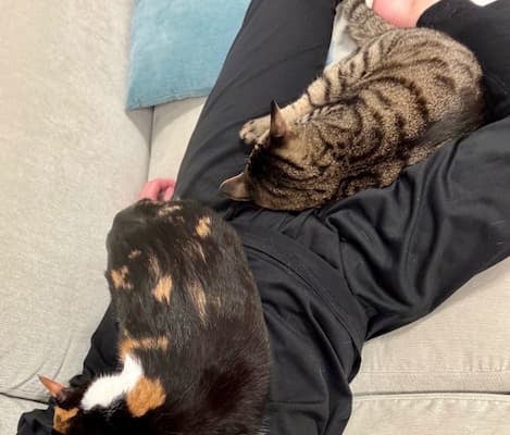 「俺型のベッド出そうかな」SnowMan・佐久間大介が愛猫に囲まれる