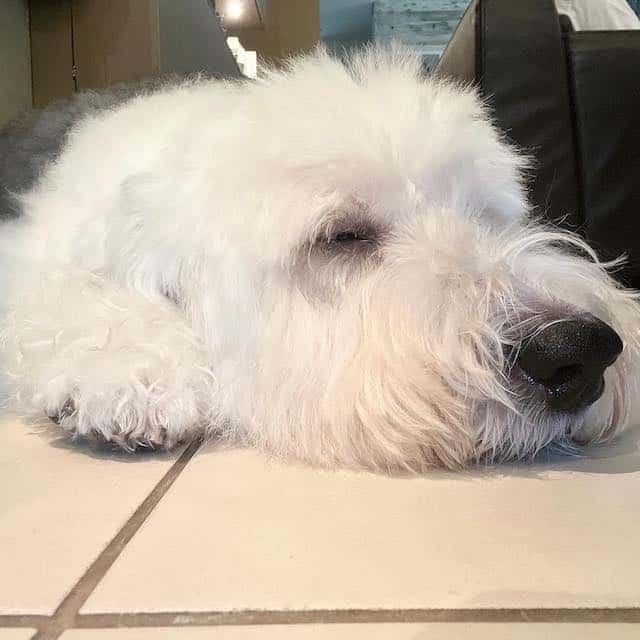 キムタク妻・工藤静香 「よく頑張ってくれました」インスタグラムを更新🐶「なるべく負担を減らしたいから、大急ぎ」