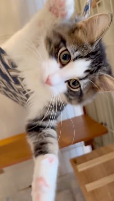 「完全にナメられている」東雲うみが愛猫とじゃれ合う