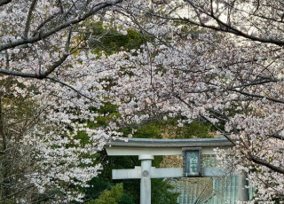 銚子市・海上八幡宮の桜が見頃に　境内のヤギ「ミミコちゃん」にも会えるかも？