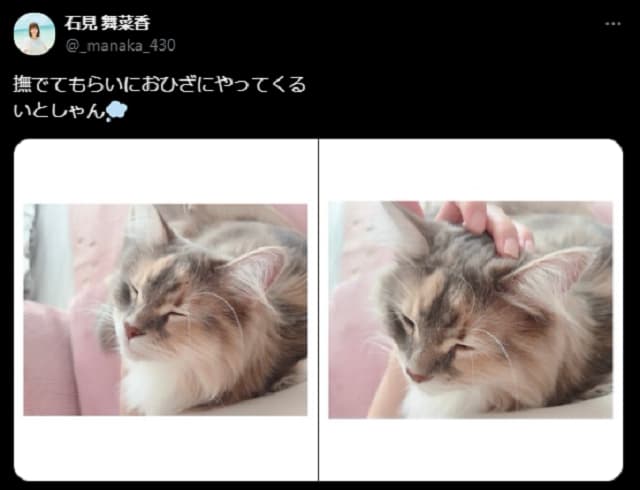 人気声優、可愛すぎる猫しゃんの写真を投稿！