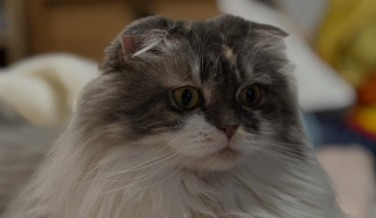 「ぬいぐるみかと思った」「癒される…」中川家・剛、愛猫“おもち”のキュートなショットが話題に！