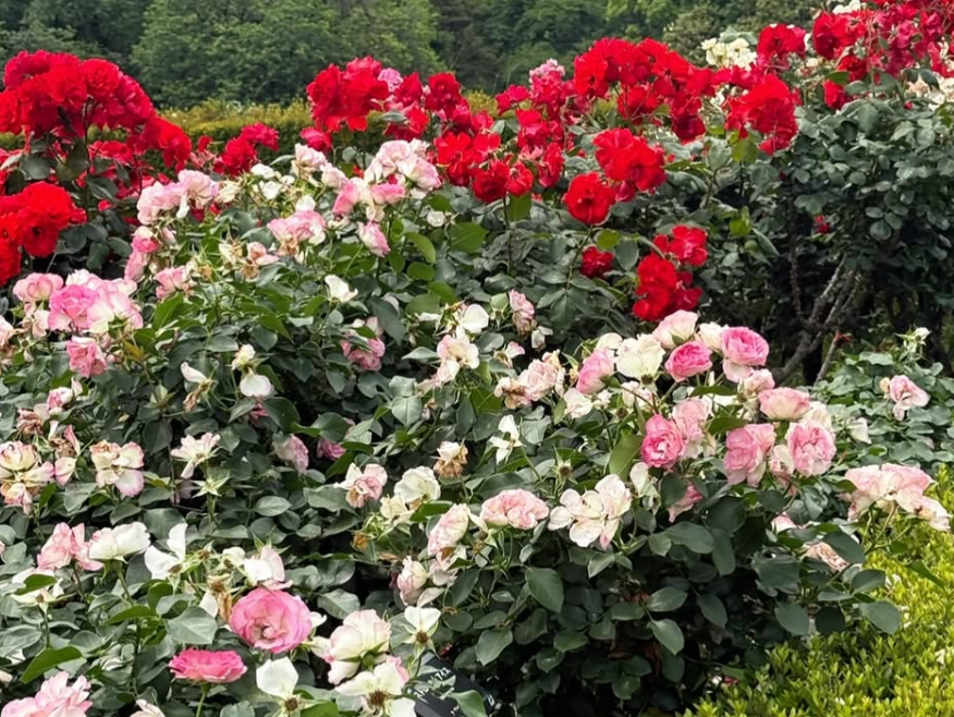 心の強さを語るCANDY TUNE村川緋杏、深い言葉と薔薇の風景投稿に反響