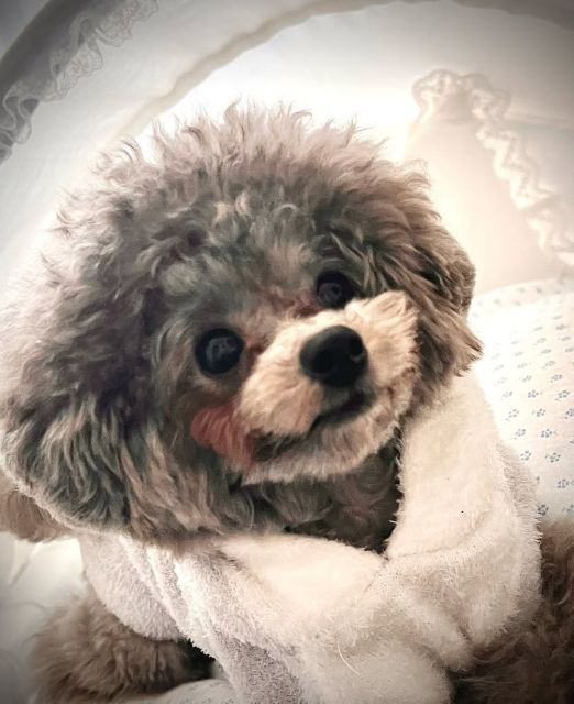 本田紗来の愛犬も超美形！可愛すぎる写真の数々に心打たれるファン続出！