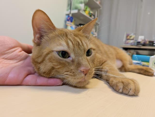 「しっかり僕の手を枕にしてて可愛い」松丸亮吾が愛猫の様子をファンに向けてシェア