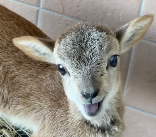 ちいさな命、元気に成長中！アドベンチャーワールドでムフロンの赤ちゃん公開