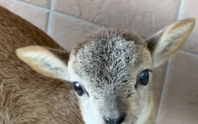 ちいさな命、元気に成長中！アドベンチャーワールドでムフロンの赤ちゃん公開