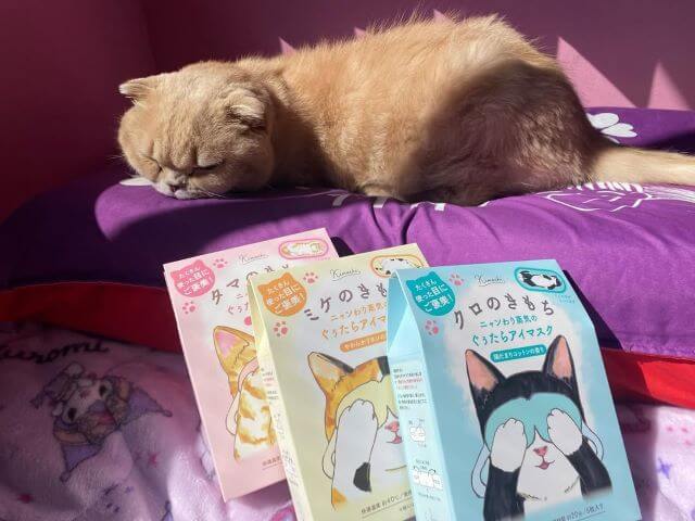 にゃんことまったり♪ 高城れにのリラックスタイム