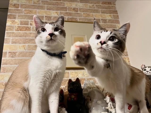 「おはにゃにゃーん」小野真弓、元保護猫の愛猫4歳誕生日にニャンコたちの気持ちを代弁！？ほっこり投稿が話題