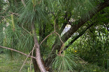 「まるで偽札みたいですね」杉田かおる、なりすまし被害を報告「閉鎖も検討中」にファン落胆