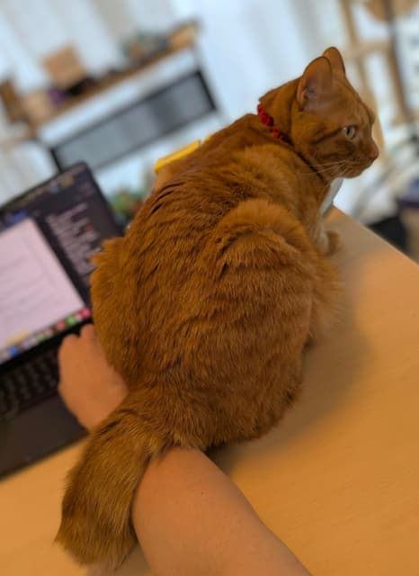 「しっぽ乗せの構ってアピール」松丸亮吾と愛猫リドの微笑ましいワンシーン