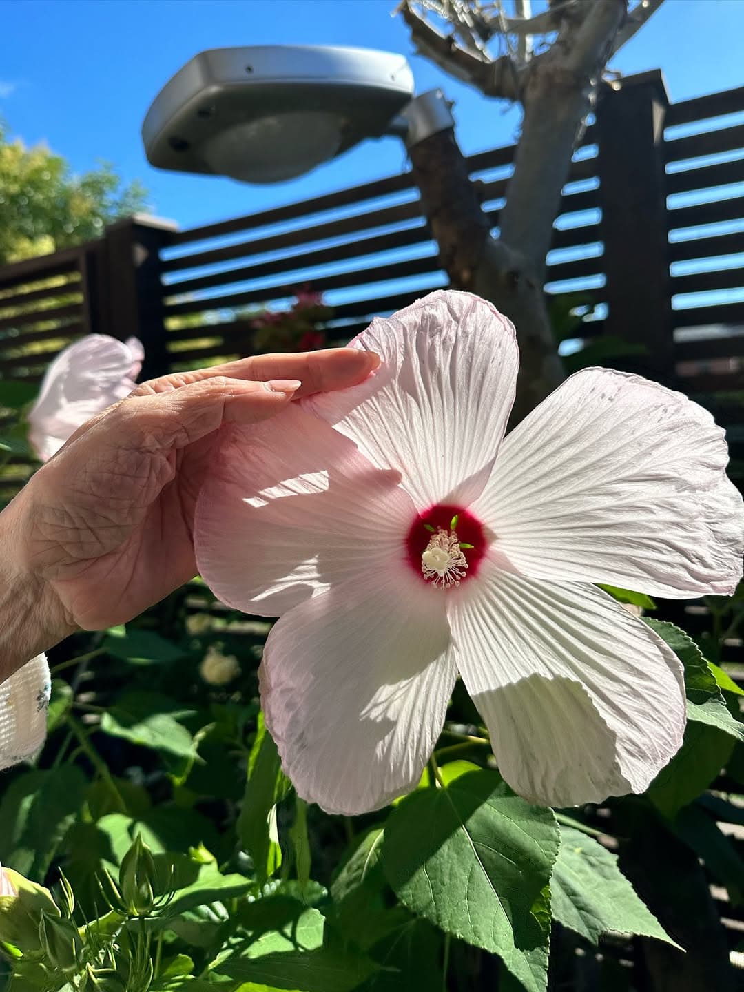 「コレご自宅ですか⁈」大物芸能人〇〇邸に咲く、セレブ感あふれる巨大ハイビスカスが話題に！