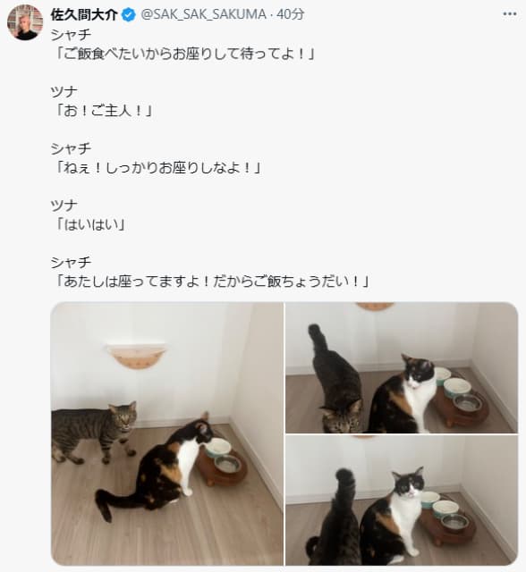 今年の新作から定番まで！ ツナシャチ劇場開幕！Snow Man佐久間大介の愛猫たちの日常会話 着せ替え服・アウトフィット