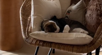 「光に包まれた朝が美しい」石田ゆり子、癒しの“朝時間”ショットにファンうっとり