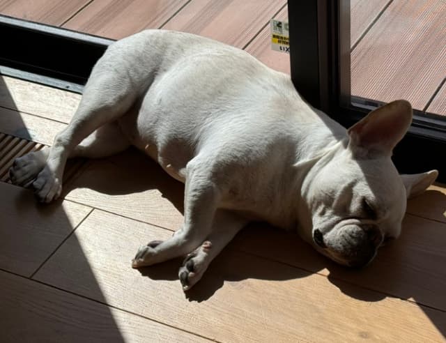 まるで天使の寝顔…ガッチマン愛犬の日向ぼっこ姿にファンも「癒されます」の声