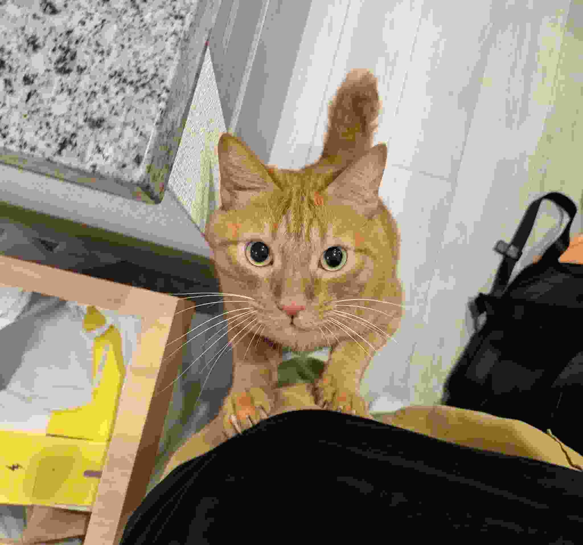 「なんて尊いんだ😭」松丸亮吾の愛猫リドくん 可愛らしい姿にいいねの嵐