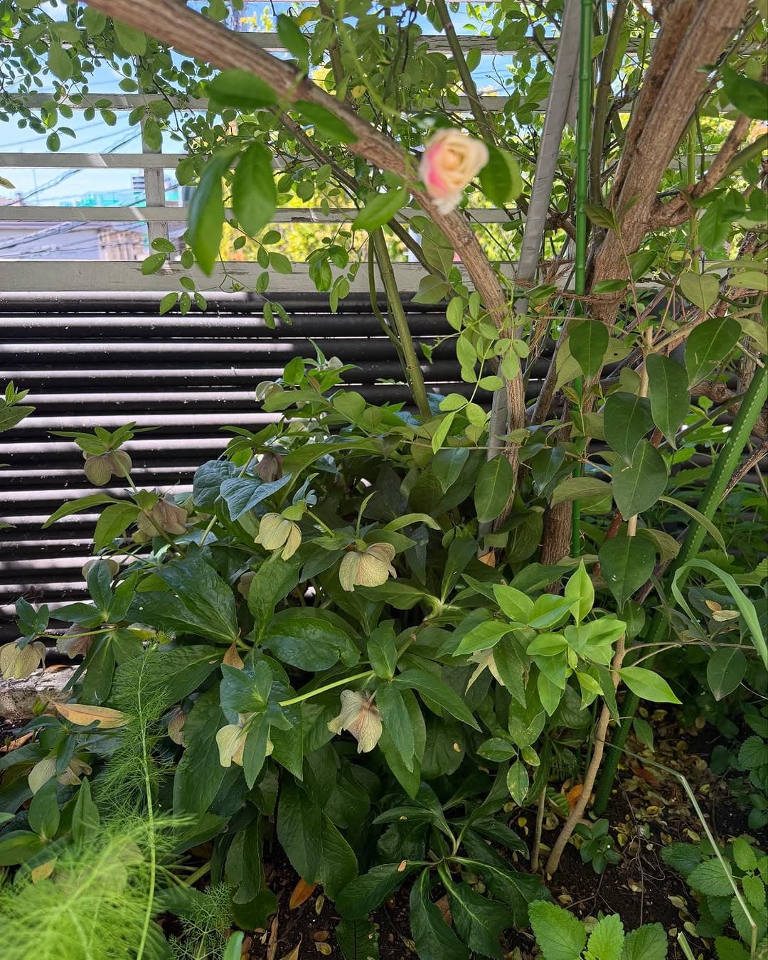 「昨日びっくりしたことが！」栗原はるみ、神秘的で美しいバラを公開。