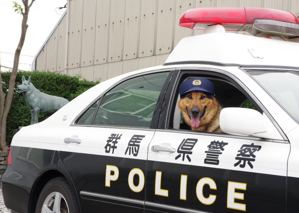 完全に“犬のおまわりさん”帽子かぶった警察犬の姿にじわじわくる