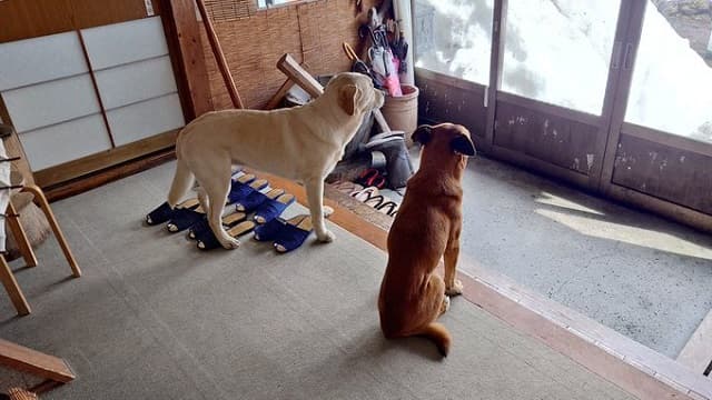 「かわゆいです」民宿が投稿した2匹の看板犬の”お見送り写真”に「行きたくなる」人が続出!?