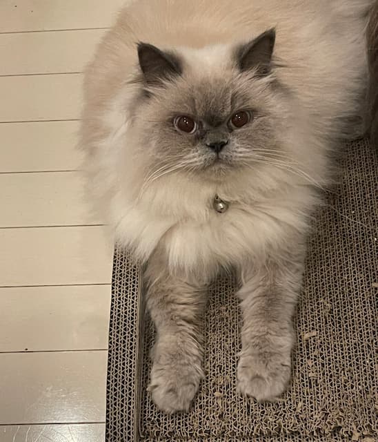 「かわいすぎて涙でる」中川翔子、“猫愛”あふれる写真を公開！