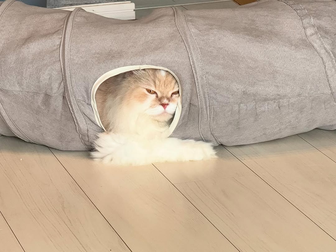 寺地拳四朗、「腕が外れた！？」愛猫のオフショットが話題