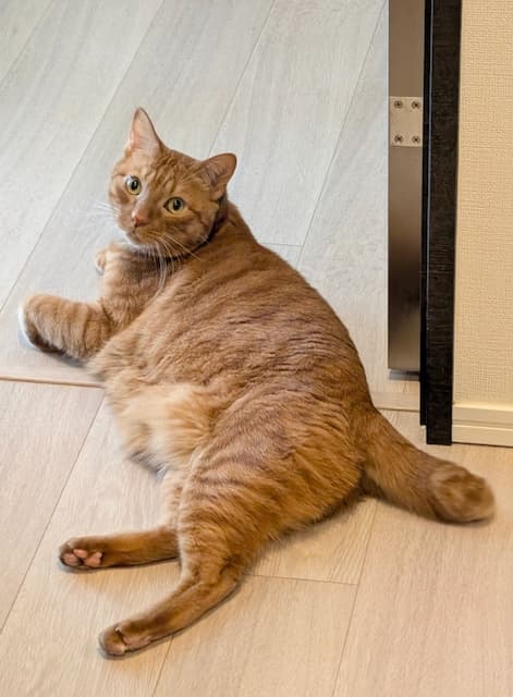 松丸亮吾の愛猫がバッチリカメラ目線「雑誌のモデルさんみたい」