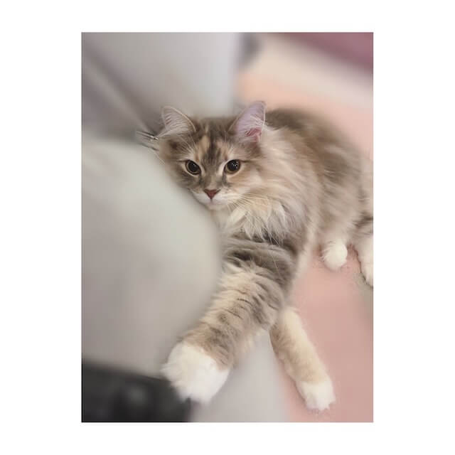 「その表情は可愛すぎる…」声優 石見舞菜香が愛猫の愛くるしい様子を投稿