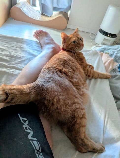 「シンデレラフィットしてた」松丸亮吾が愛猫と添い寝！様子をシェア