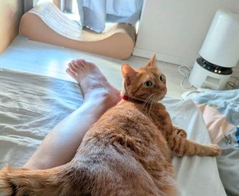 「シンデレラフィットしてた」松丸亮吾が愛猫と添い寝！様子をシェア