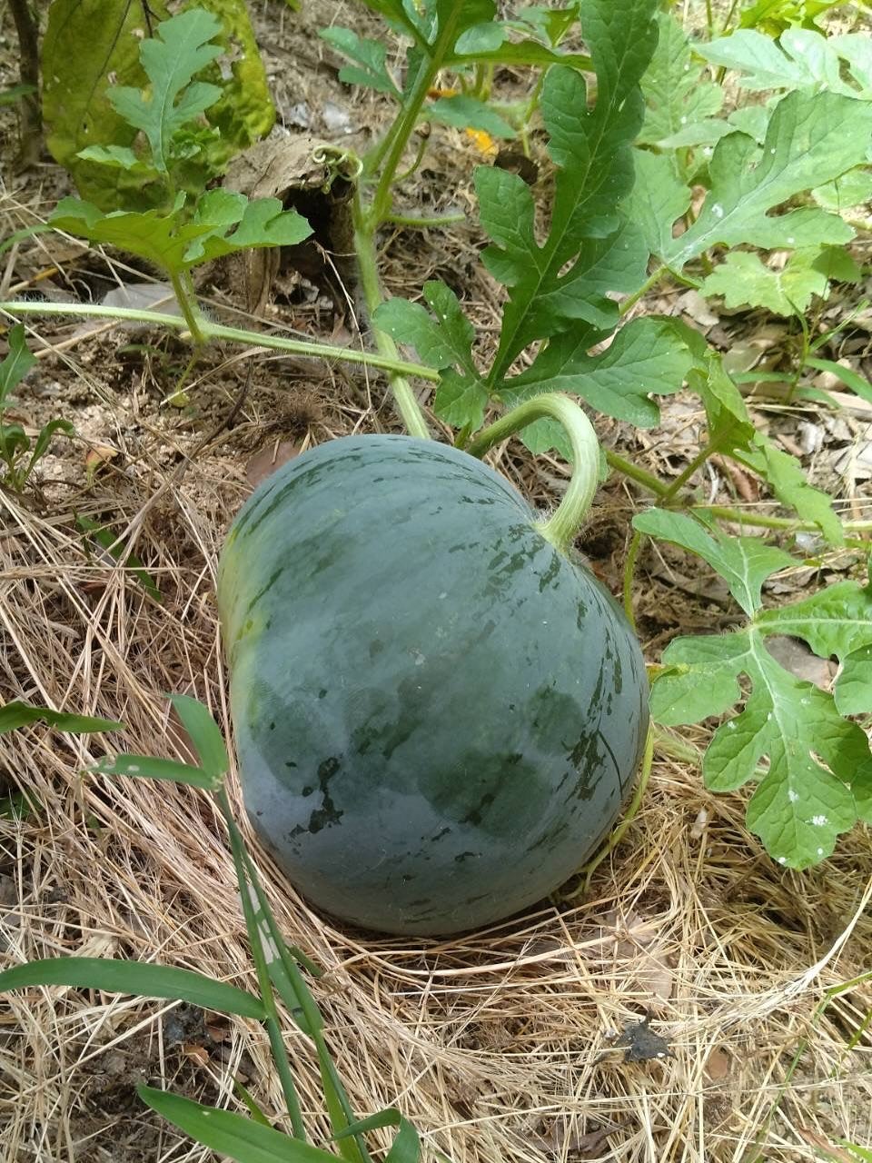 お笑いタレント・村上ジョージ、裏庭に植えた重厚感ある巨大なスイカの写真を公開！