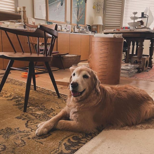 「こんなにも心細く悲しいことなんだなと…」石田ゆり子、インスタ不具合が解消しひさびさの更新にファン歓喜！