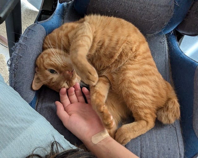 「世界一幸せな目覚め」人気タレントが愛猫の最新ショットを公開！