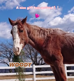 「お馬さん大喜び」紗栄子、名古屋POPUP来場者からの贈り物に感謝！