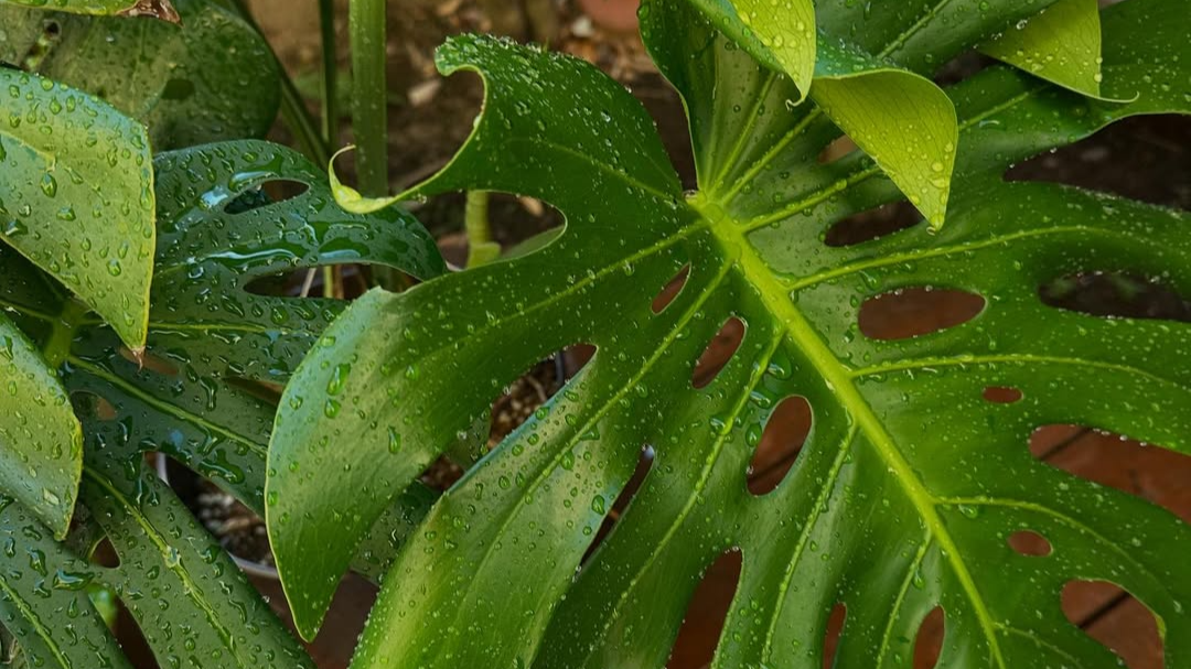 香坂みゆき、元気いっぱいのモンステラを公開「夏だぁ」