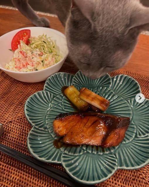 「可愛いですね！癒されます」女優・葉月里緒奈、ペットの猫が夕食の匂いをチェックする写真を公開