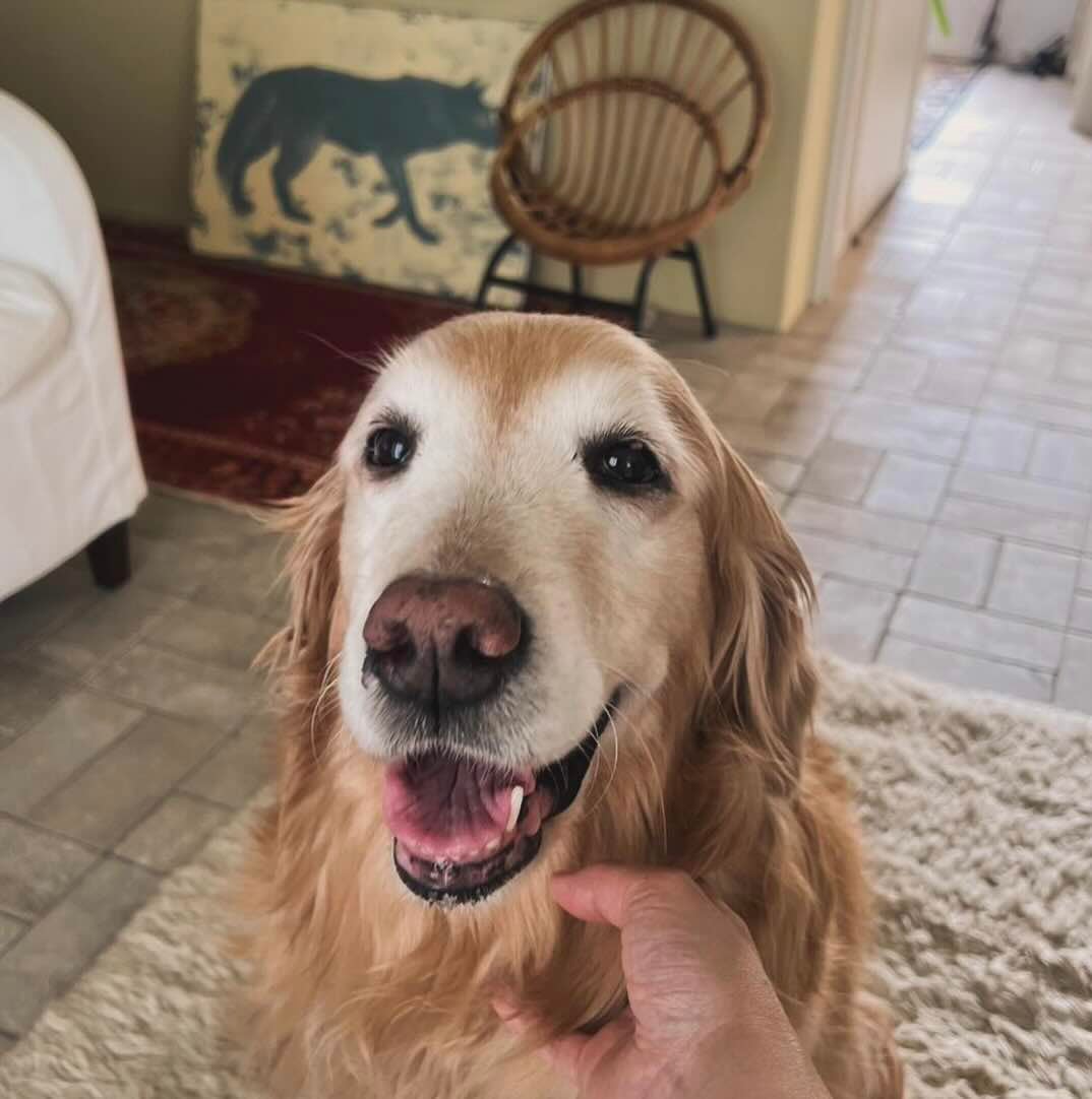 「天使じゃん」石田ゆり子の愛犬が可愛過ぎると話題に