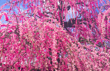 蜷川実花、今年も「鈴鹿の森庭園」へ！執念で満開の枝垂れ梅を撮影