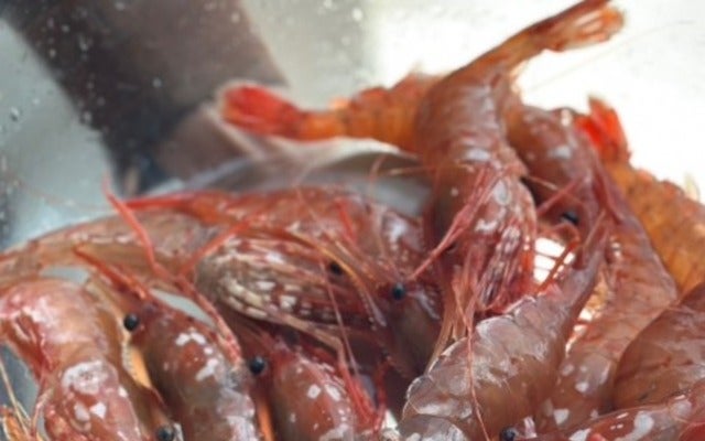 ハイヒール・モモコが久々のボタンエビに感動！