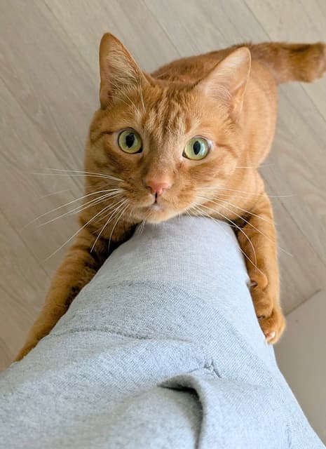 「外に行こうとしたら全力で止めに来た」松丸亮吾が愛猫とのワンシーンをシェア