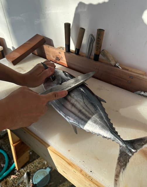 堀未央奈が若者にエールを送る！「気づいたら馬鹿でかいカツオ買ってました」