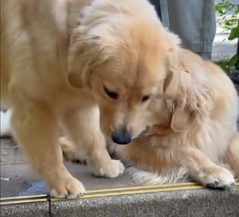 高橋ひとみが愛犬のお友達と戯れるほっこり動画を披露。