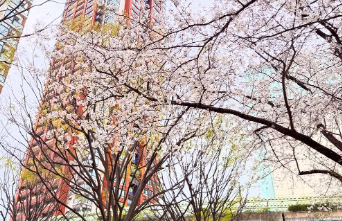 テレ朝アナ・田原萌々、満開の桜と寒さにブルッ「ダウンでも震えました」