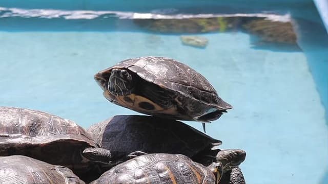 「絶妙なバランスですね」”ハイレベルな甲羅干し”をするカメの姿に反響
