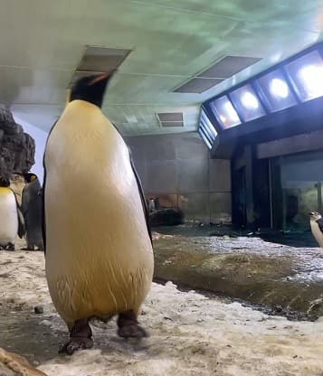 「楽しそうに見える歩き方」ペンギンの”ゆらゆら”歩く愛らしい動画に反響