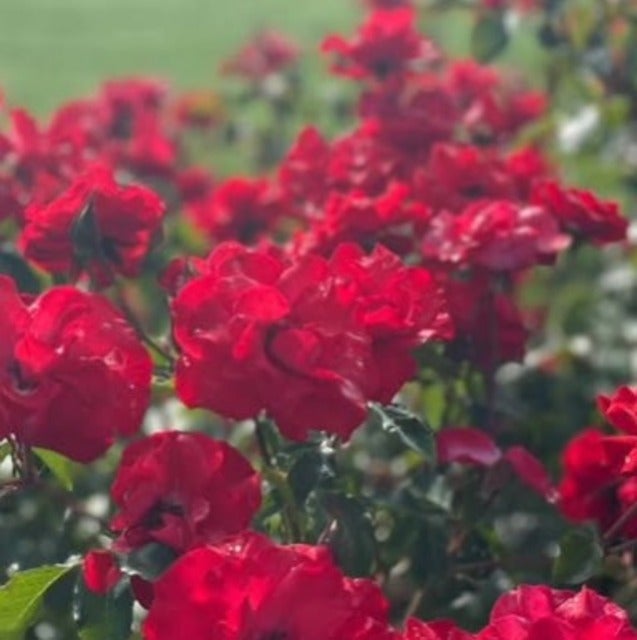 土屋太鳳が大学入学共通テストの科目が新しくなっていてびっくり！