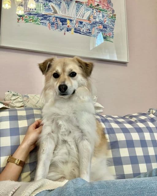 「瞳が何かを言いたげですよね」Peco、愛犬・アリソンに対してみんなが思っていることとは…？！