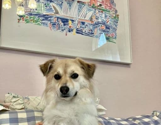 「瞳が何かを言いたげですよね」Peco、愛犬・アリソンに対してみんなが思っていることとは…？！