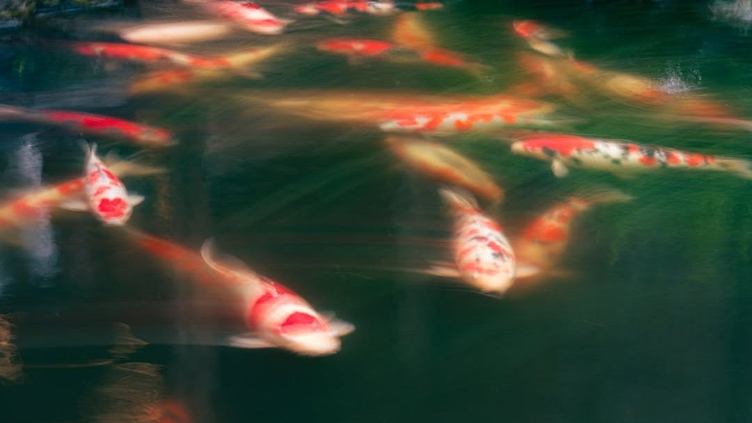 まるで絵画…中島裕翔が撮影した“幻想的すぎる錦鯉”に絶賛の声殺到！その美の正体とは？