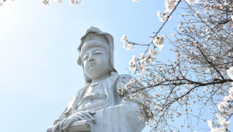 満開の桜とエイサーが圧巻！高崎で「たかさき春まつり」が開催された理由とは？