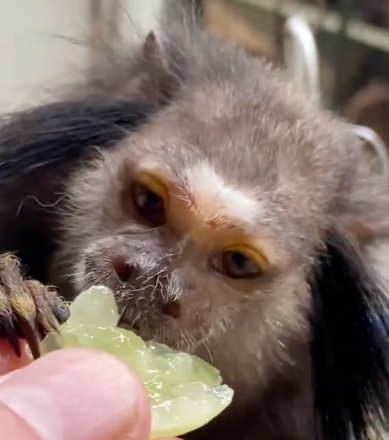 高齢サルの再婚に…草津熱帯圏「繁殖は考えず穏やかな老後を」